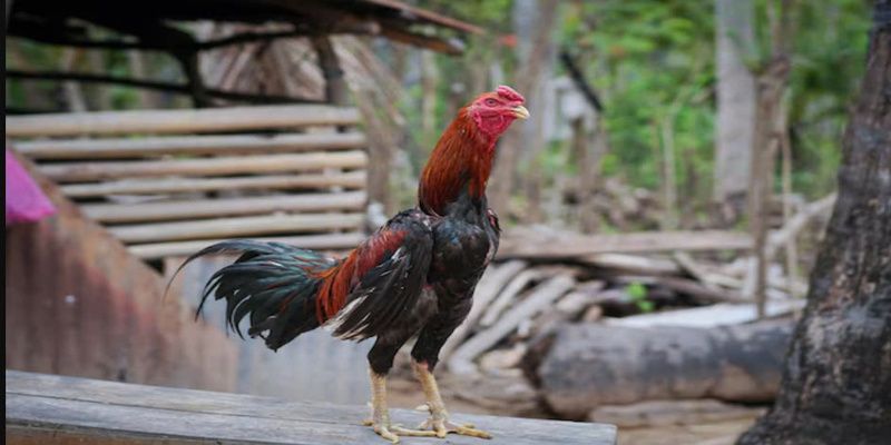 Nền tảng bí quyết nuôi gà ai cũng cần biết