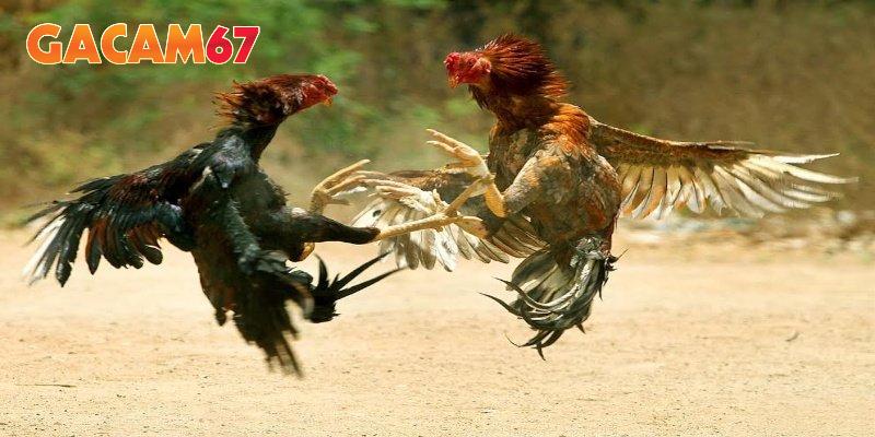 Trực tiếp đá gà tại GACAM67 chất lượng HD