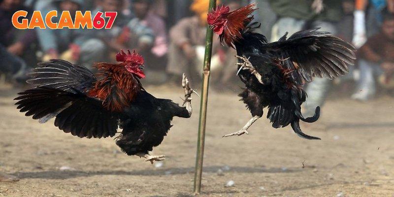 Hệ thống phát sóng nhiều bồ gà nổi tiếng mỗi ngày