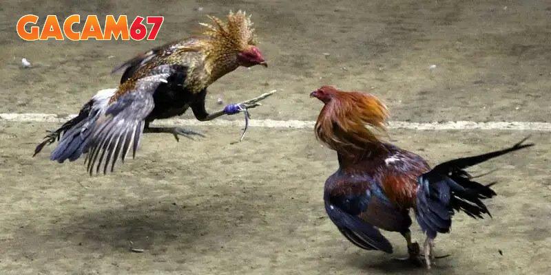 Người xem theo dõi trận đấu ổn định không quảng cáo