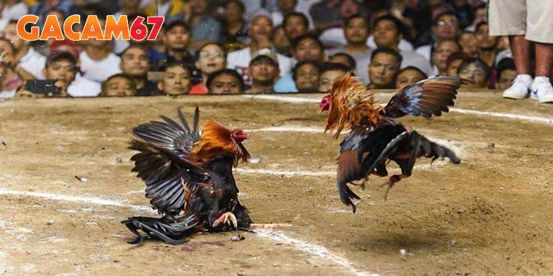 Những trận đấu hấp dẫn tại bồ gà CPC4 mỗi ngày