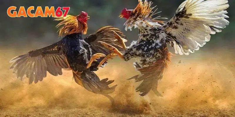 Theo dõi các trận đấu đỉnh cao tại Thường Phước