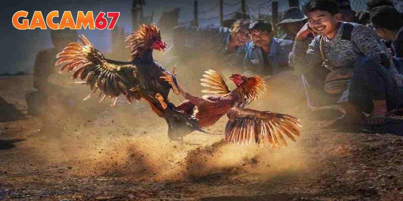 Hướng dẫn xem đá gà trực tiếp tại GACAM67 dễ dàng
